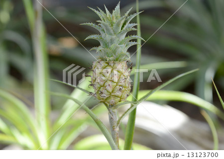 アナナス・ナヌス 13123700