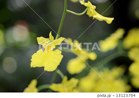 オンシジューム 13123704