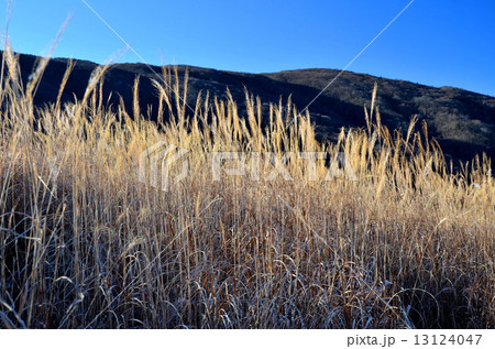 枯れすすきと青空 13124047