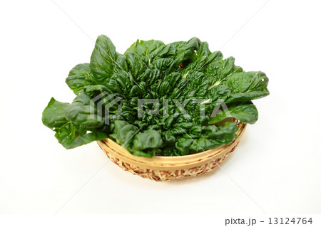 カゴに盛られたターサイ カゴに盛られたターサイ 13124764