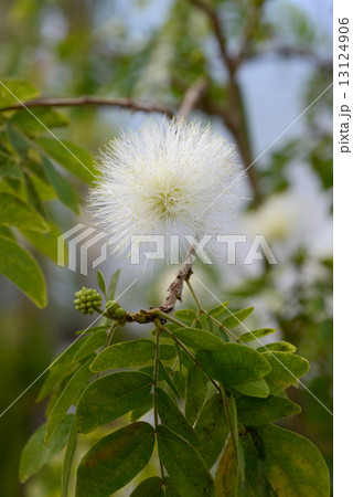 カリアンドラ・ハエマトケファラ カリアンドラ・ハエマトケファラ 13124906