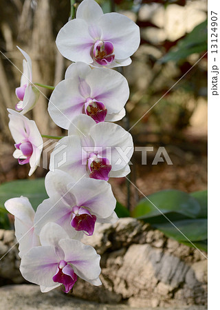 コチョウラン コチョウラン 13124907