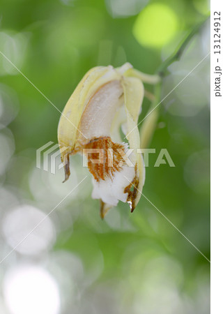 セロジネ・スペシオサ 13124912