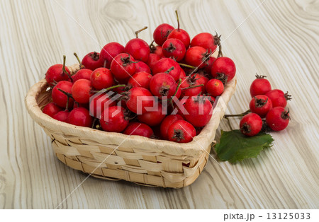 Hawthorn 13125033