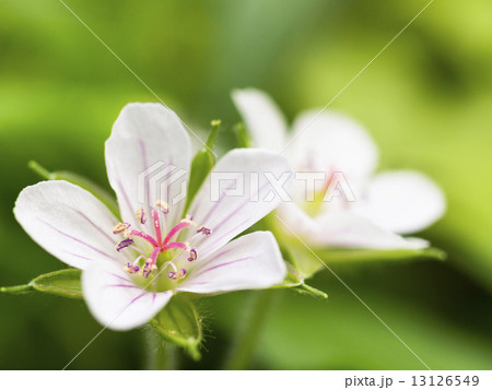 フウロソウ フウロソウ 13126549