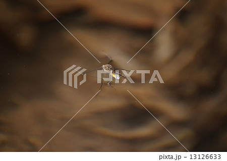 シマアメンボ 13126633