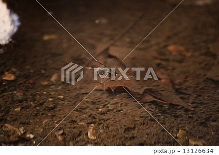 シマアメンボ シマアメンボ 13126634