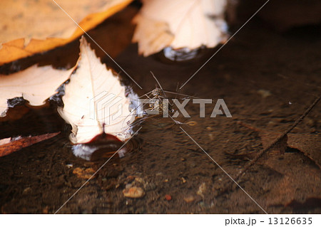 シマアメンボ 13126635