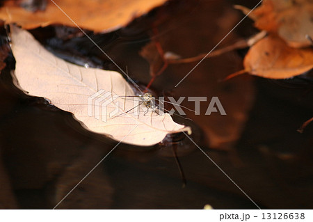 シマアメンボ 交尾 シマアメンボ 交尾 13126638