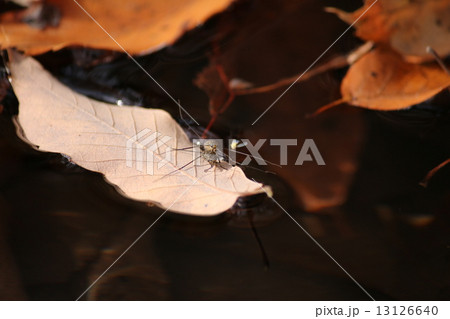 シマアメンボ　交尾 13126640