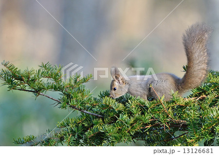 美味しいものはあるかな? 美味しいものはあるかな? 13126681