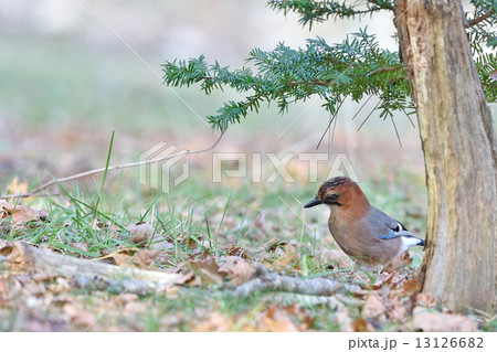 ミヤマカケス ミヤマカケス 13126682