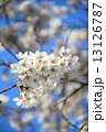 さくら 13126787