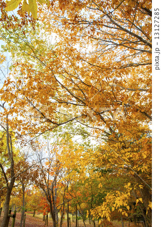 鮮やかな紅葉 鮮やかな紅葉 13127285