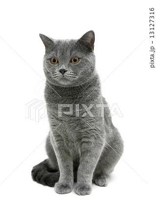 gray cat isolated on white background gray cat isolated on white background 13127316
