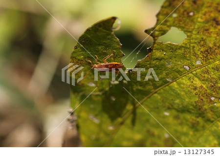 アカヒメヘリカメムシに似た昆虫 13127345