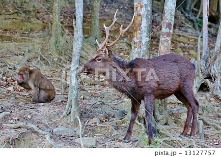 鹿の写真素材