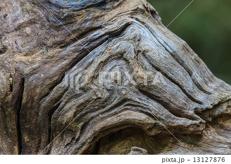 texture of bark wood 13127876