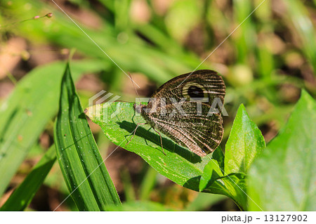Beautiful Butterfly on ground 13127902