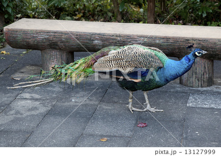 孔雀 孔雀 13127999