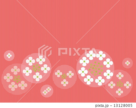 ガクアジサイ 13128005