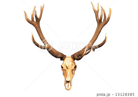 Antlers and skull isolated on white background Antlers and skull isolated on white background 13128385
