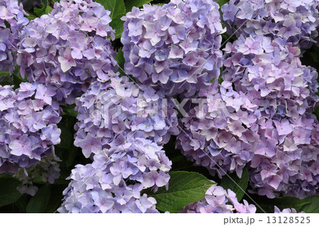 アジサイ（四国中央市国道319号線沿線の「あじさいロード」にて） 13128525