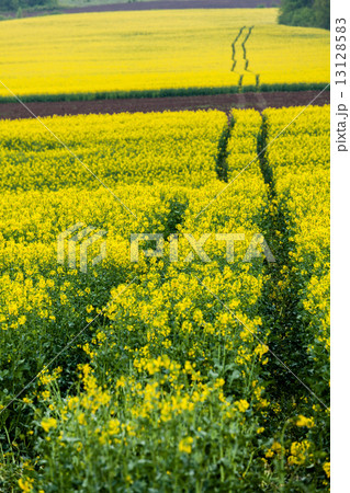 Artistic landscape with rape 13128583