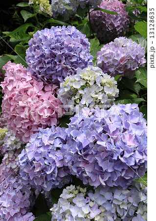 アジサイ（四国中央市国道319号線沿線の「あじさいロード」にて） 13128635