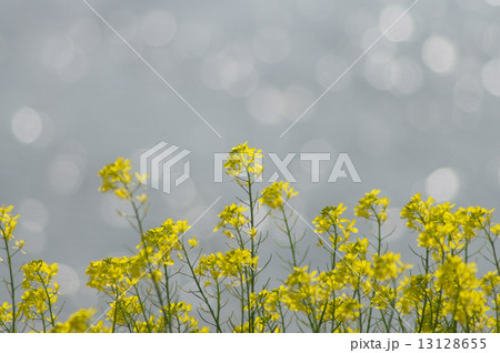 セイヨウカラシナ セイヨウカラシナ 13128655