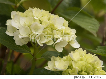 アジサイ 13129078