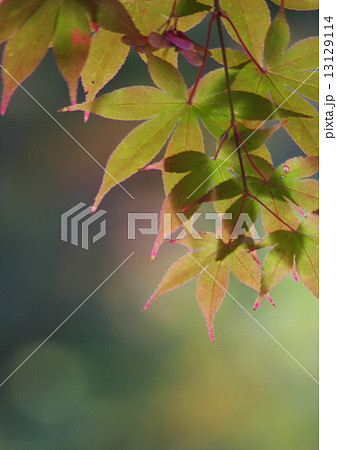 きれいな紅葉 13129114