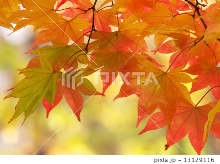 きれいな紅葉 13129116