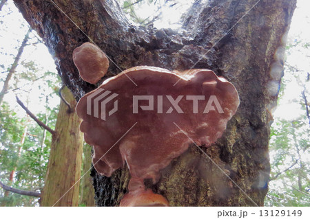 ホウネンタケ 13129149