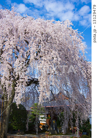 京都本満寺の枝垂桜 京都本満寺の枝垂桜 13129479