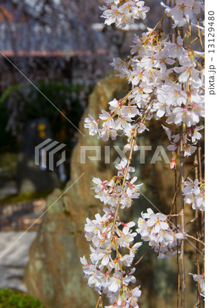 枝垂桜 13129480