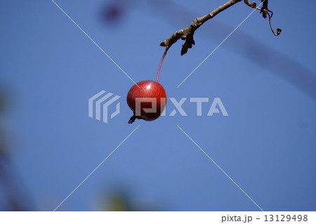 姫リンゴ 13129498