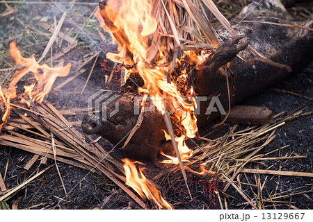 Burning the hair off and roasting Burning the hair off and roasting 13129667
