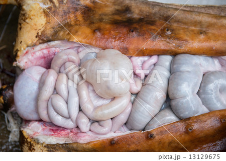 internal organs of pig 13129675