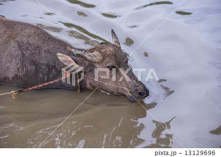 buffalo is playing water, Thailand buffalo is playing water, Thailand 13129696