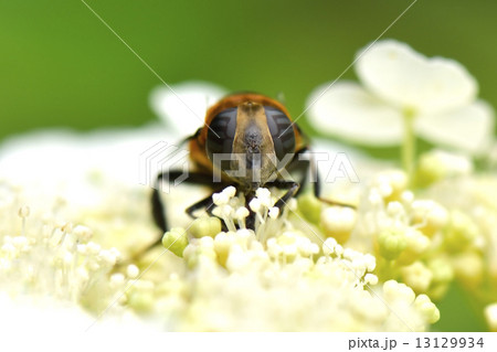 syrphid 13129934