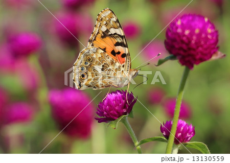 ヒメアカタテハとセンニチコウ 13130559