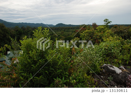 熱帯のジャングル（グヌン・ムル国立公園／東マレーシア･ボルネオ島） 13130611