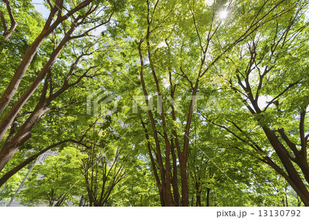 新緑の新宿高層ビル街 新緑の新宿高層ビル街 13130792