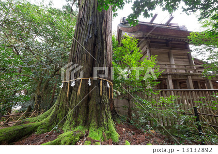 須佐神社・大杉 須佐神社・大杉 13132892