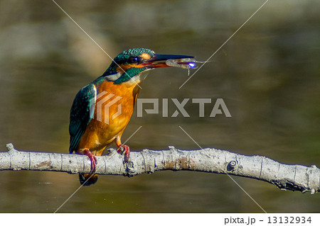 カワセミ 13132934
