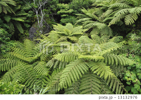 原始の森 13132976