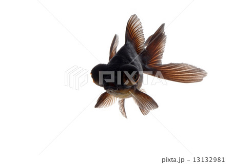 金魚 金魚 13132981