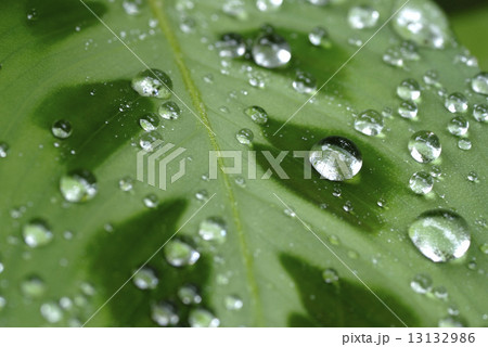 葉の上の水滴 葉の上の水滴 13132986
