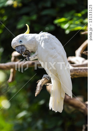 Sulphur Crested Cockatoo in nature surrounding 13133125
